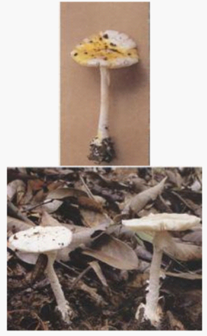 clip_image006.png