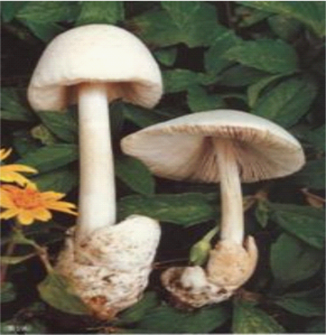 clip_image007.png
